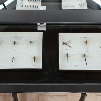 Museo naturalistico del Parco